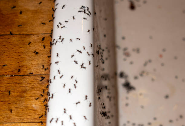 Best Pest Removal Services  in Pine Nyon, CA