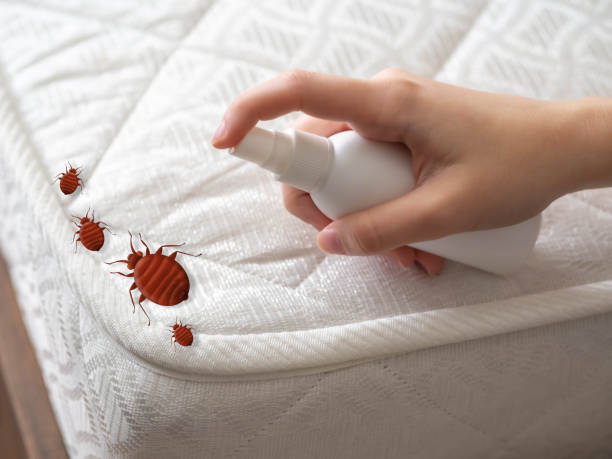 Pest Prevention Services in Pine Canyon, CA