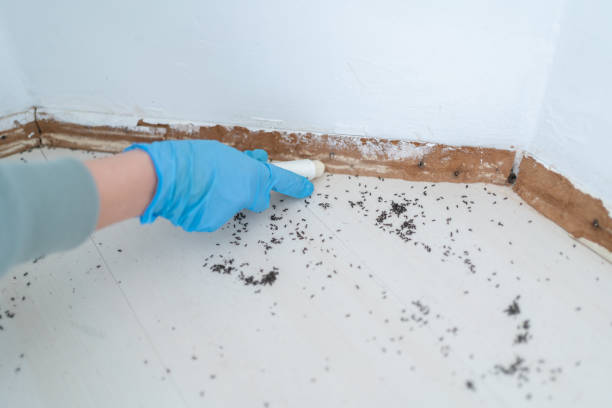 Best Pest Control Near Me in Pine Canyon, CA
